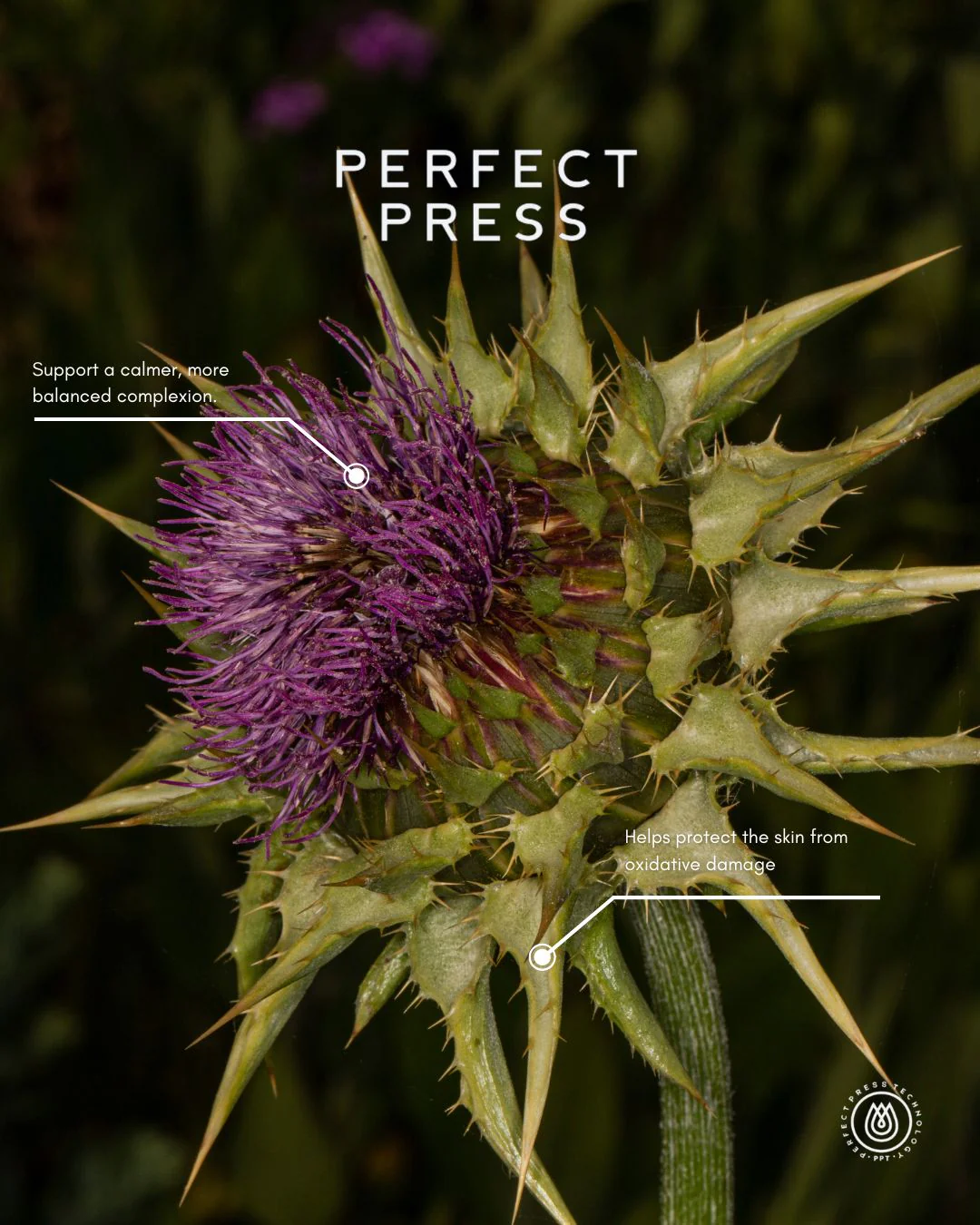 Milk Thistle Oil, Perfect Press 🇺🇸 - Image 3